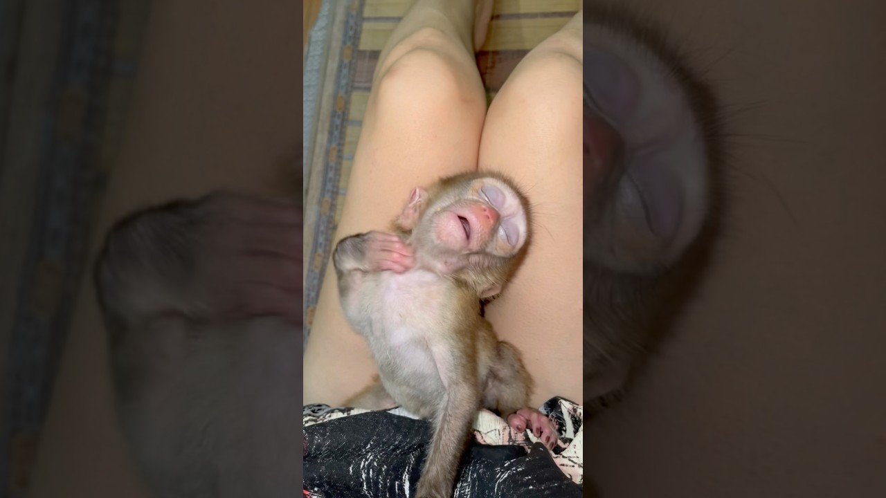 NaNa can't forget her habit of sucking her thumb while sleeping.@Monkeynana168-e6t