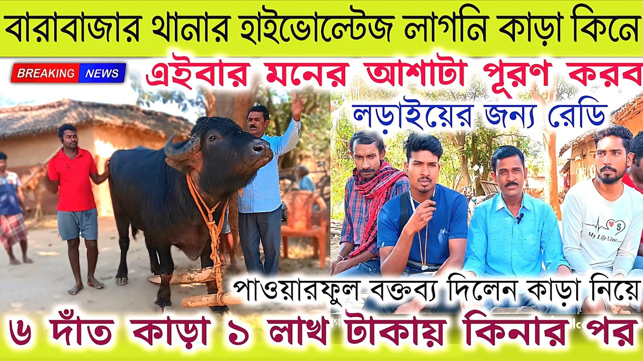 বরাবাজার থানার হাইভোল্টেজ লাগনি কাড়া কিনে👉এইবার মনের আশাটা পূরণ করব✴️৬ কাড়া ১ লাখ টাকায় কিনার পর