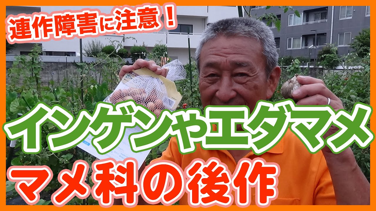 家庭菜園や農園でインゲン栽培や枝豆栽培などマメ科の後作！連作障害に注意してマメ科を成功させるコツを徹底解説！/Tips for post-cropping leguminous vegetables.