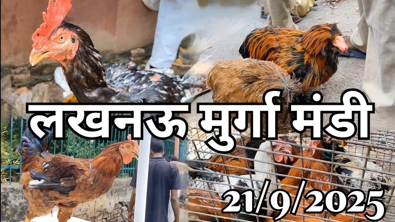 Lucknow murga Mandi pets and animals market 21/9/2025