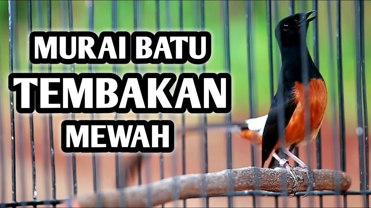 MURAI BATU GACOR FULL ISIAN TEMBAKAN MEWAH SANGAT AMPUH MEMANCING EMOSI MURAI BATU LANGSUNG GACOR
