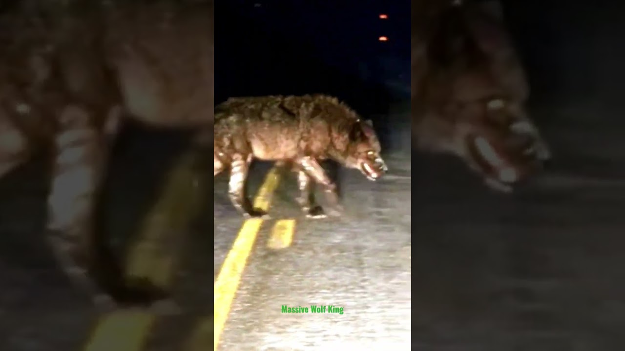 El Rey De Los Lobos provoc&oacute; el p&aacute;nico (Wolf King) ⁉️❗ #dog #animals #wildanimals #animales #amazing