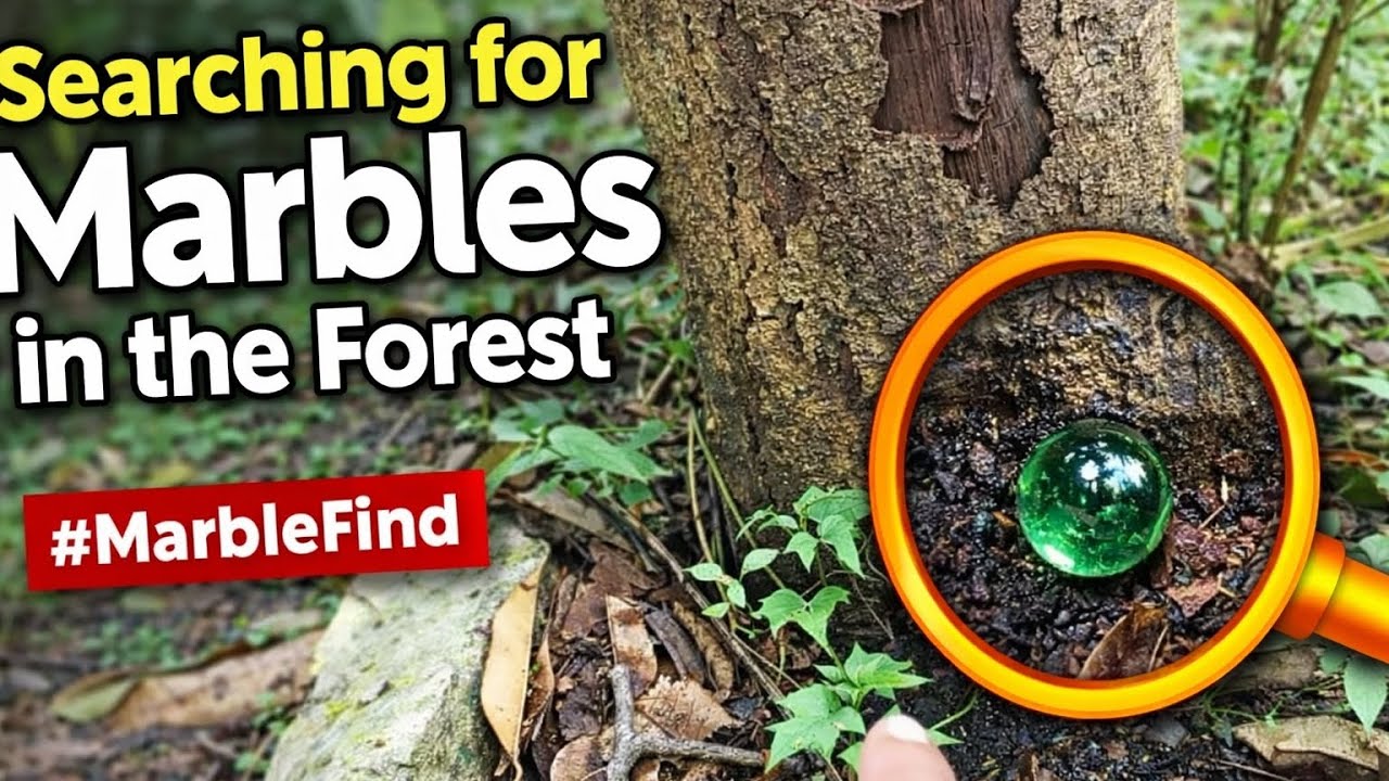 Searching for Marbles in the Woods — Hidden in a Big Tree