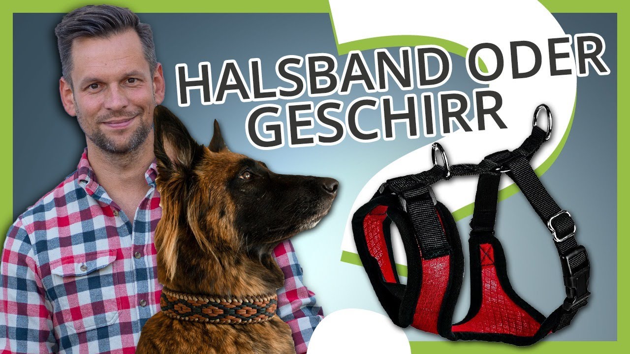 HALSBAND oder GESCHIRR ▶︎ Was ist besser für deinen Hund oder Welpe?