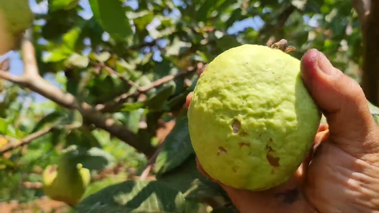 Fartura de frutas aqui na minha  chácara.