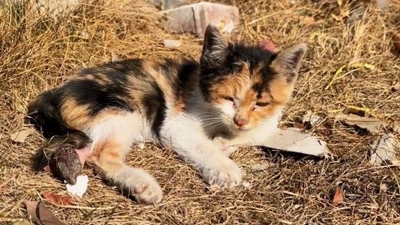«У меня так болят лапки... Можешь стать моей мамой и обнять меня?»