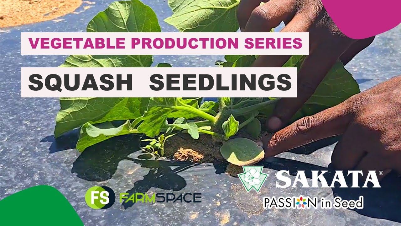 #32  Squash: Seedlings