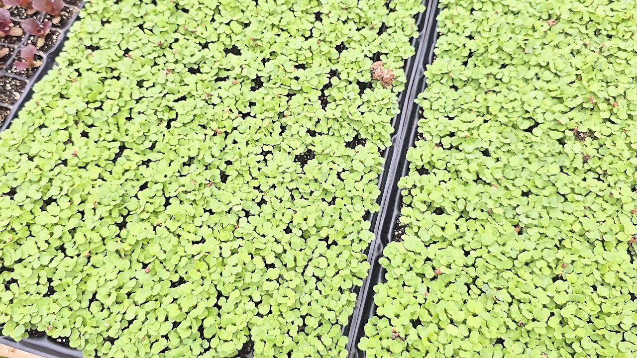 Plantação de Ruculas no Voluntariado
