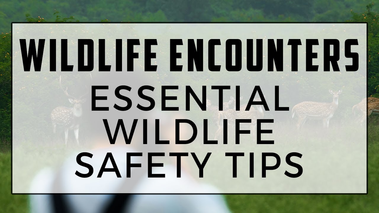 Dealing with Wildlife Encounters - Essential Wildlife Safety Tips for Outdoor Lovers