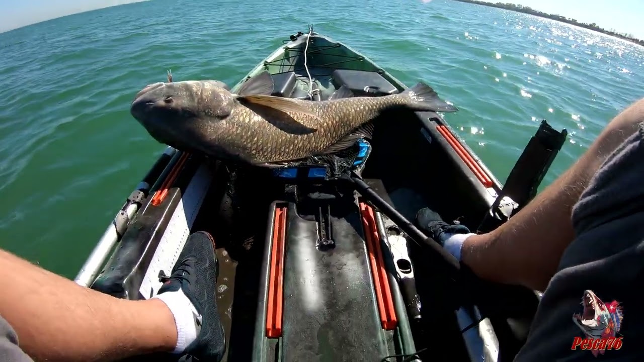 Corvina negra o  black drum , pesca en kayak  así de grande crecen estos peces , tampa,florida