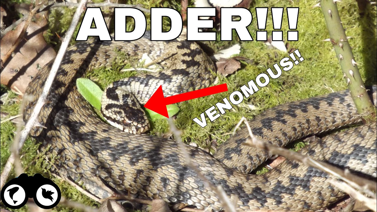 ADDER - VENOMOUS SNAKE IN THE UK!? The INCREDIBLE Adder | Snake Footage and Facts