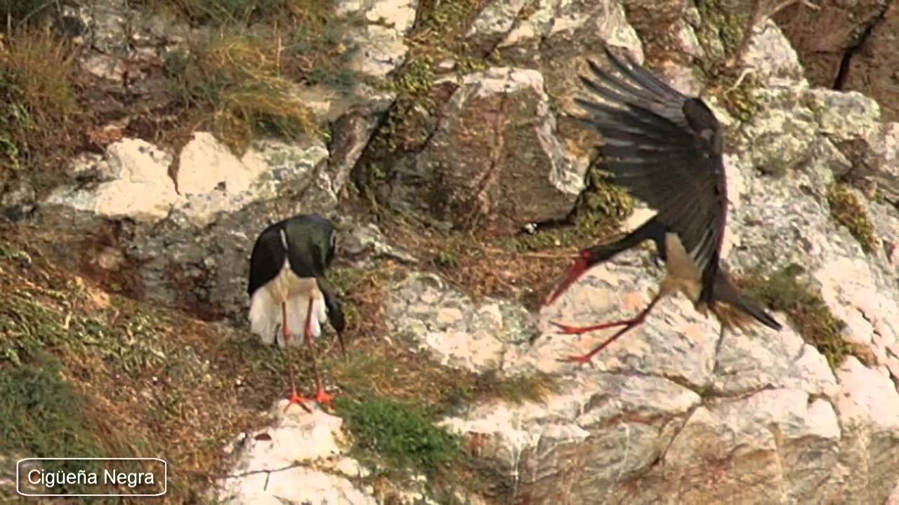 Parque Nacional de Monfragüe / National Park of Monfragüe [IGEO.TV]