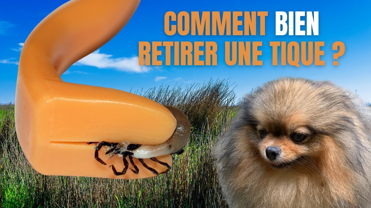 🐶 Comment retirer une tique à mon chien ? 🐾 : ✦ 100% #POMERANIAN #chihuahua #loulou de Poméranie