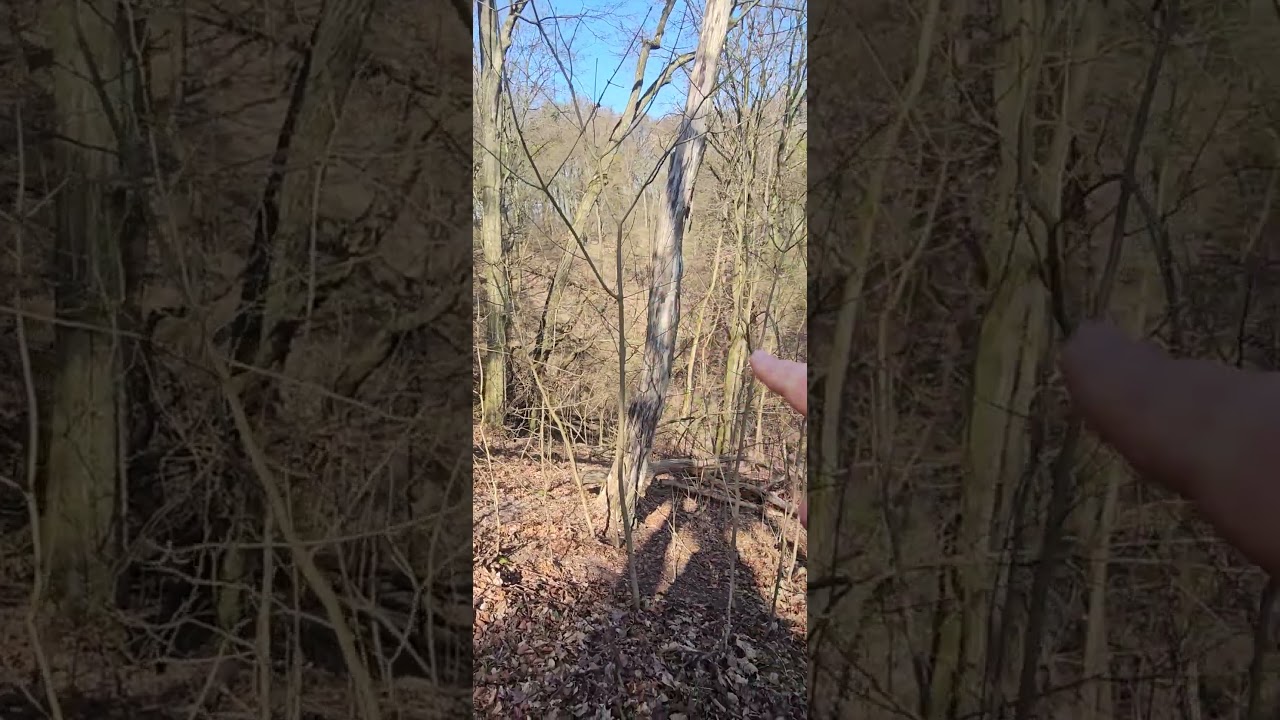 KORONOWO - MARATON MTB 2026 - ROWEROWA STOLICA POLSKI #koronowo #mtb #rower #wsg #powiatbydgoski