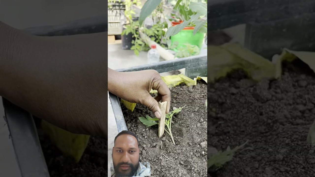 Easy way to grow tomato plant fromgardening bags using compost #gardening#tomato #roomtogroW
