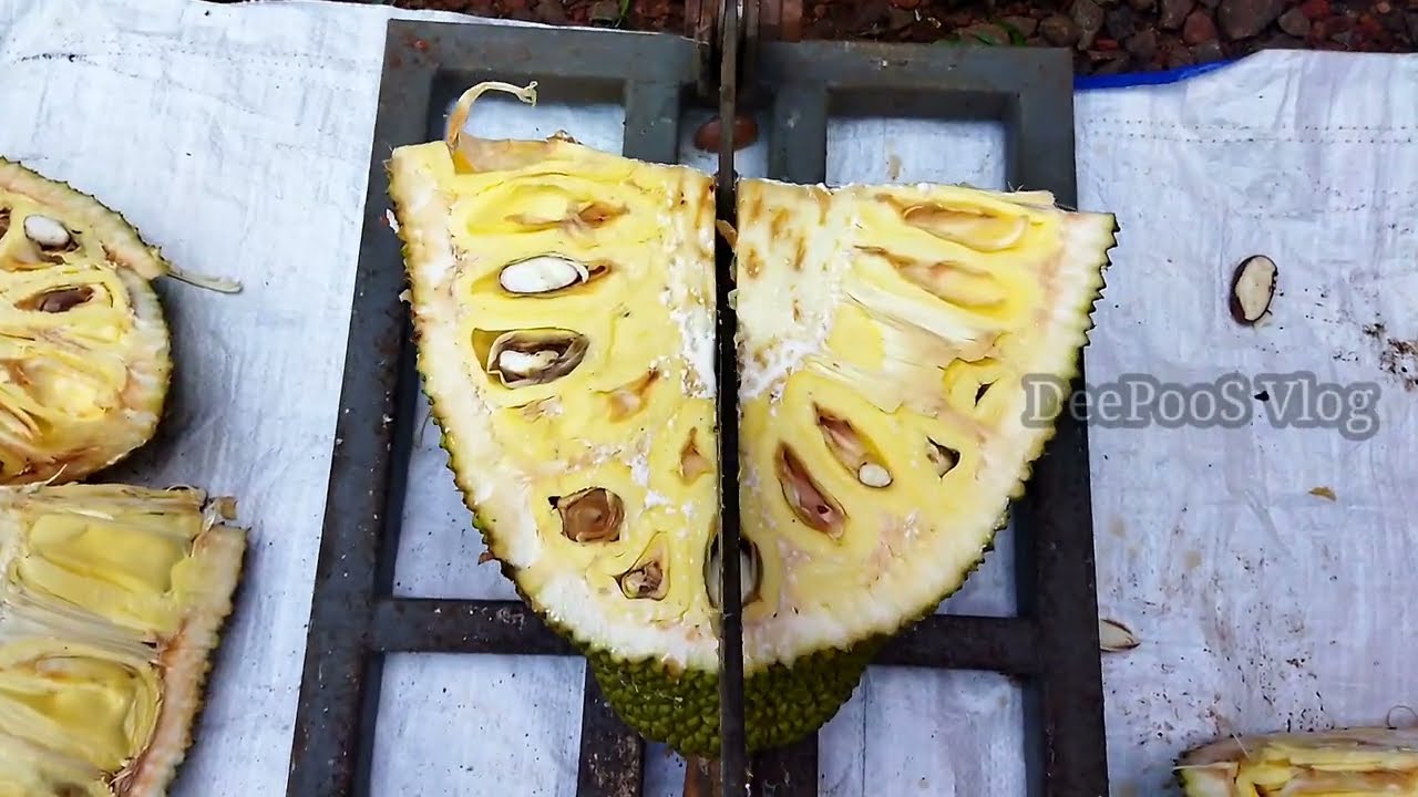 JACKFRUIT CUTTER | JACKFRUIT CUTTING MACHINE | VEGETABLE CUTTER