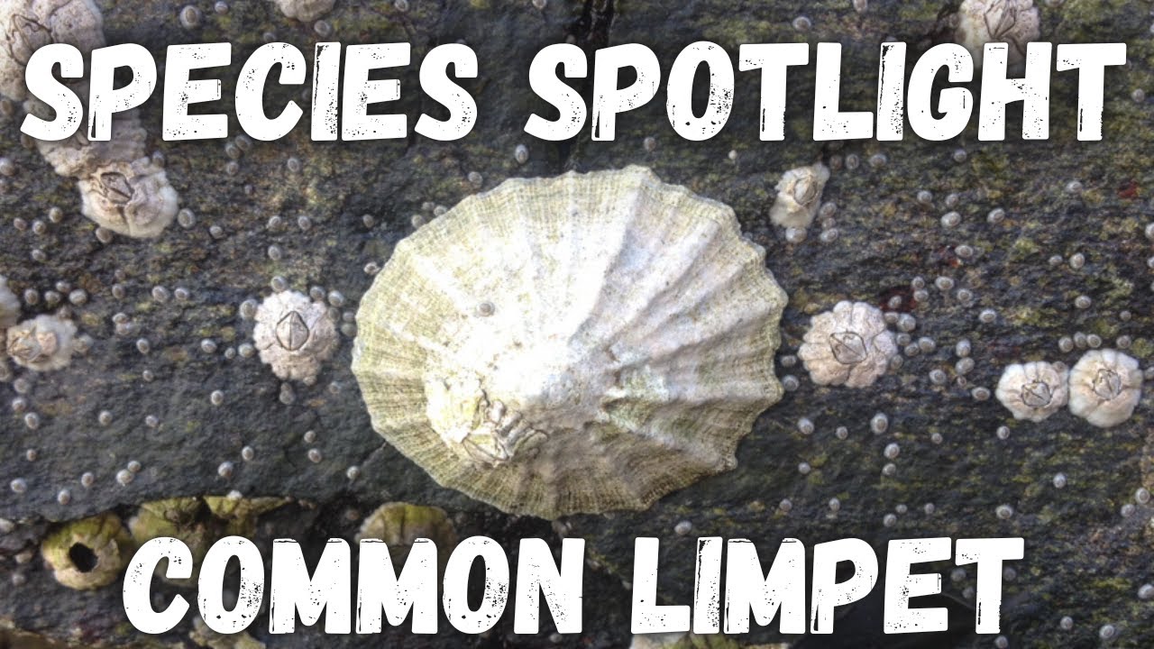 Species Spotlight - Common Limpet (Patella vulgata)