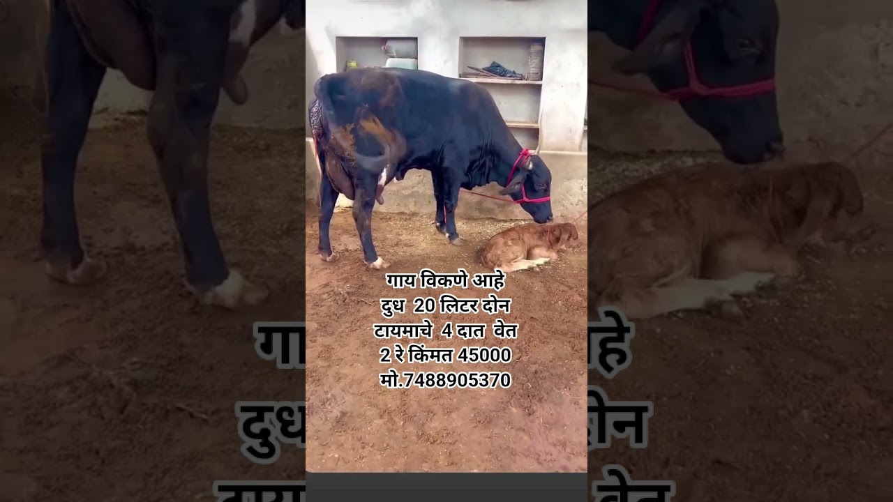 Gir cross cow For sale 📞7488905370 #gircross #gircow #sahiwal #cow #hfcow #dairyfarm #viral #video