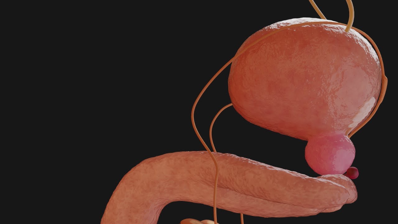 Der männliche Fortpflanzungsapparat in 5 MINUTEN verstehen | 3D Animation