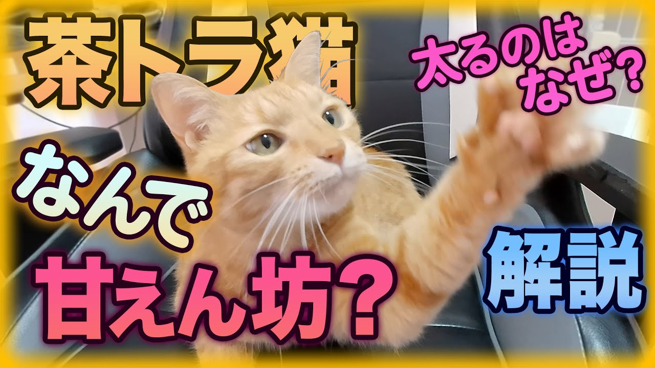茶トラ猫の性格が甘えん坊で可愛い理由など全てを解説 【Feiyu Pocket 3】