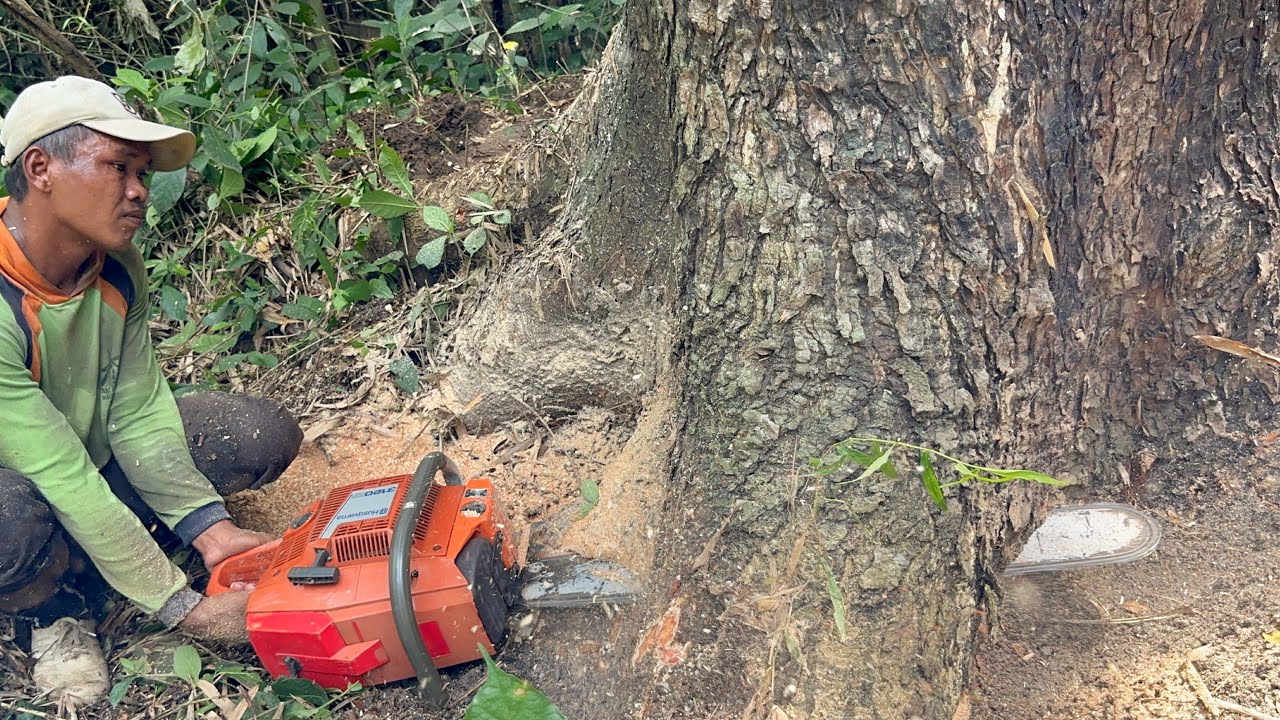 Amazing skill cutting huge tree with chainsaw !!
