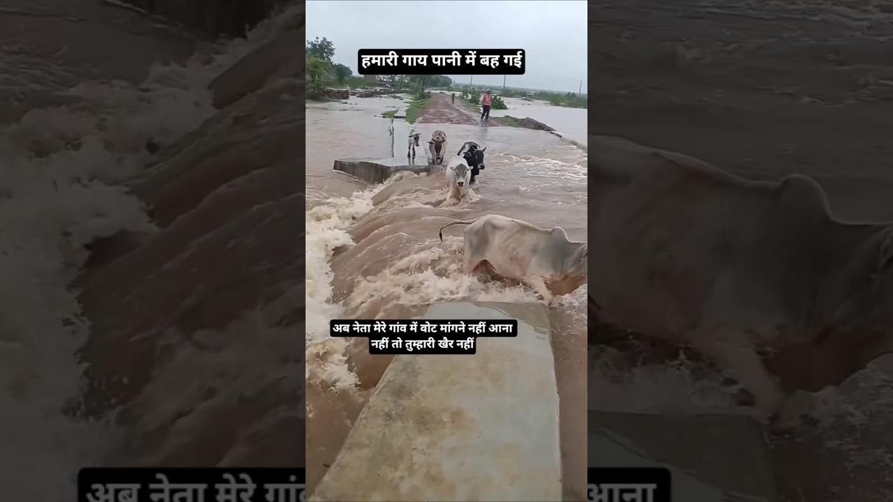 my 🐄 Cow flood river overflow 🤯 heavy rain ☔ #yt #rain #love #flood #viral #yash