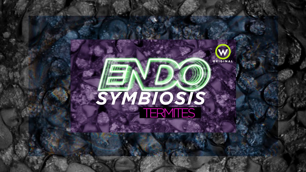 How do Termites Eat Wood? | Endosymbiotic Microbes | Narration & Music