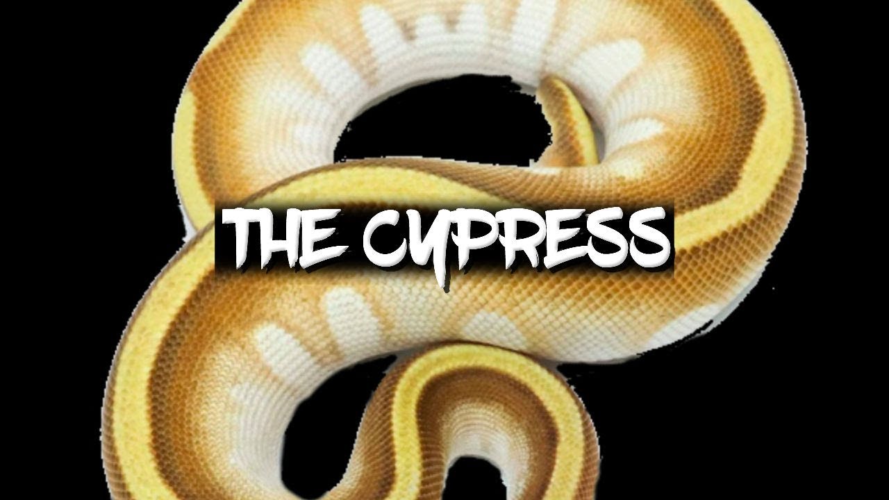 Потенциал морфы шаровидного питона «Cypress»!