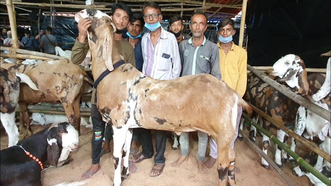 The Biggest Goats | Tonk Mandi To Mumbai Mandi | Ustad Ke Bakre