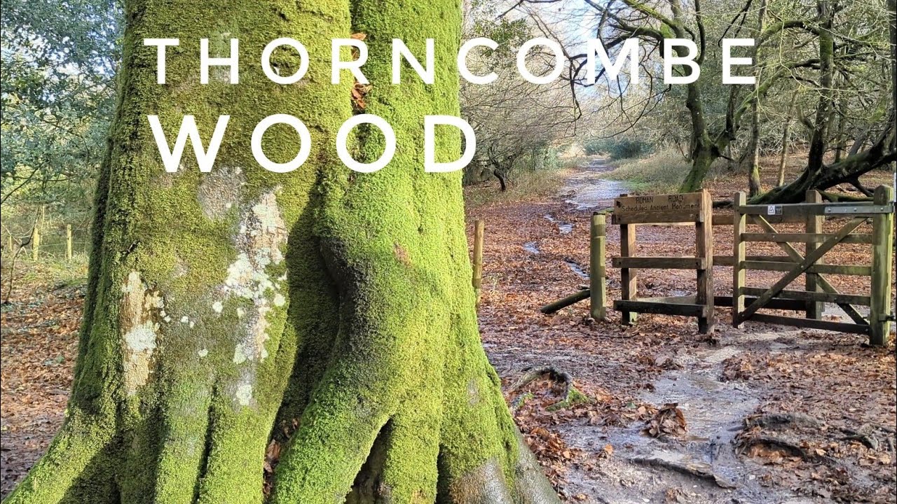 A Walk Around Thorncombe Wood Nature Reserve.