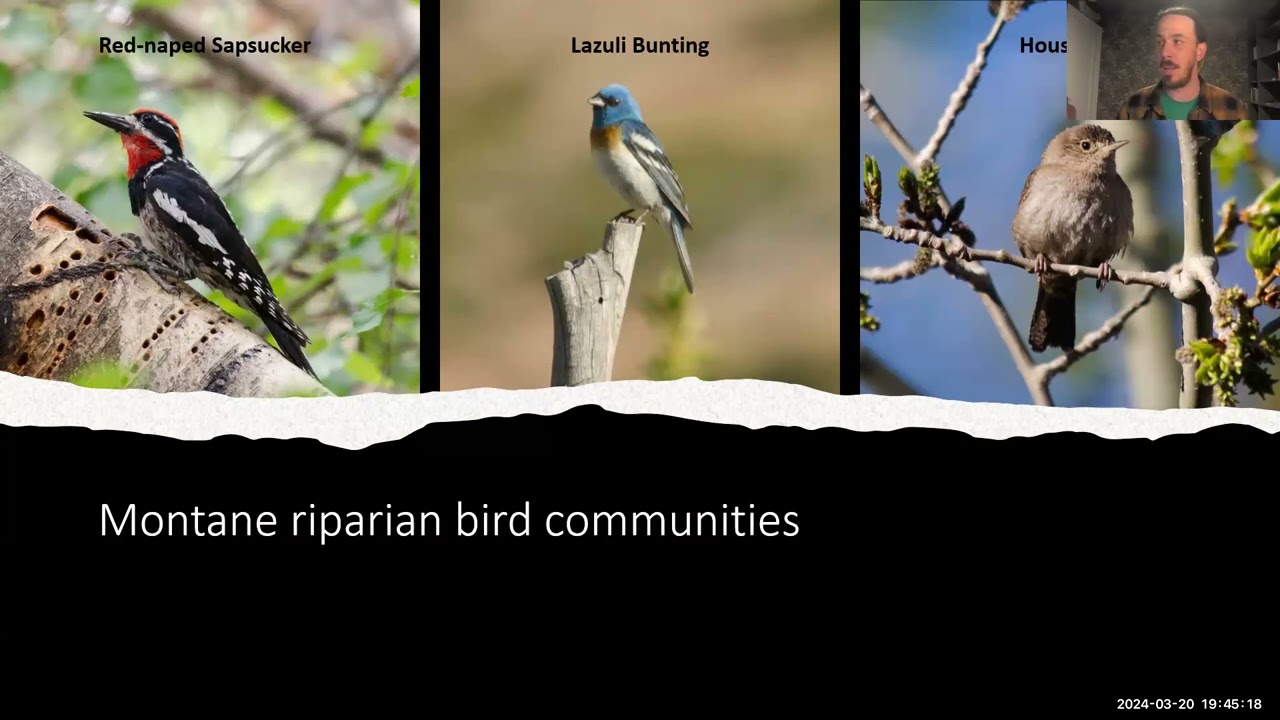 Montane Riparian Birds and Their Habitat in The Great Basin with Dr. Frank Fogarty