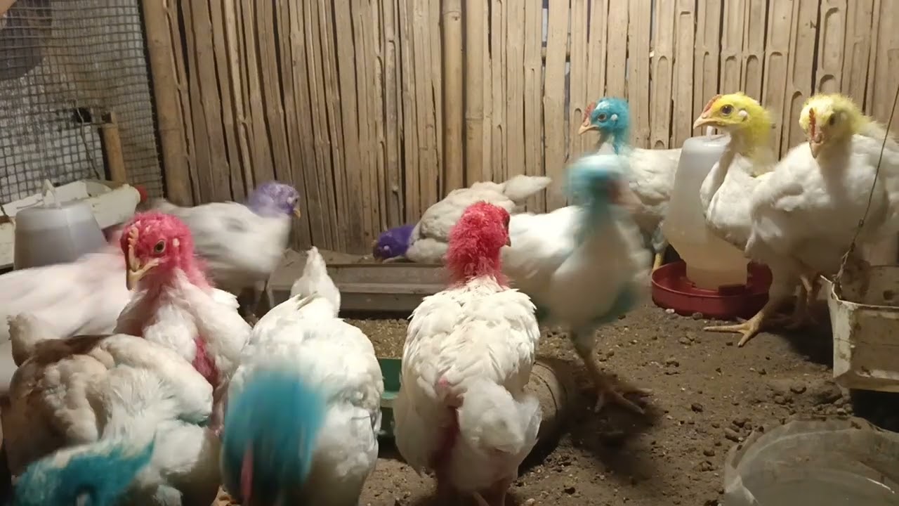Ayam warna warni 