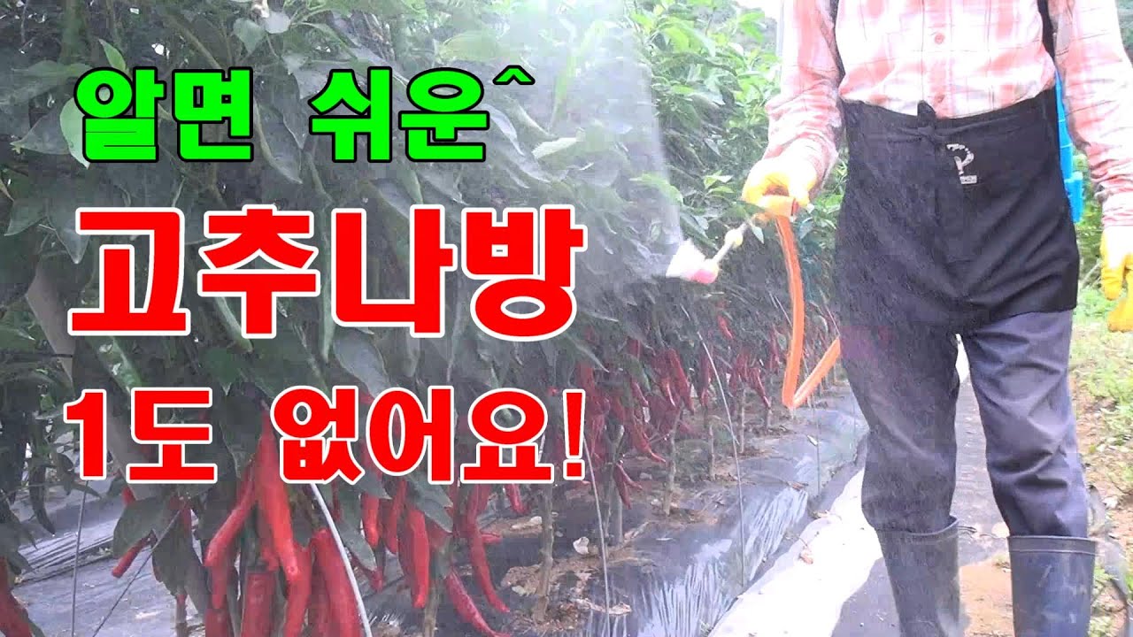 나방 피해 1도 없는 텃밭 고추 나방 방제 방법.