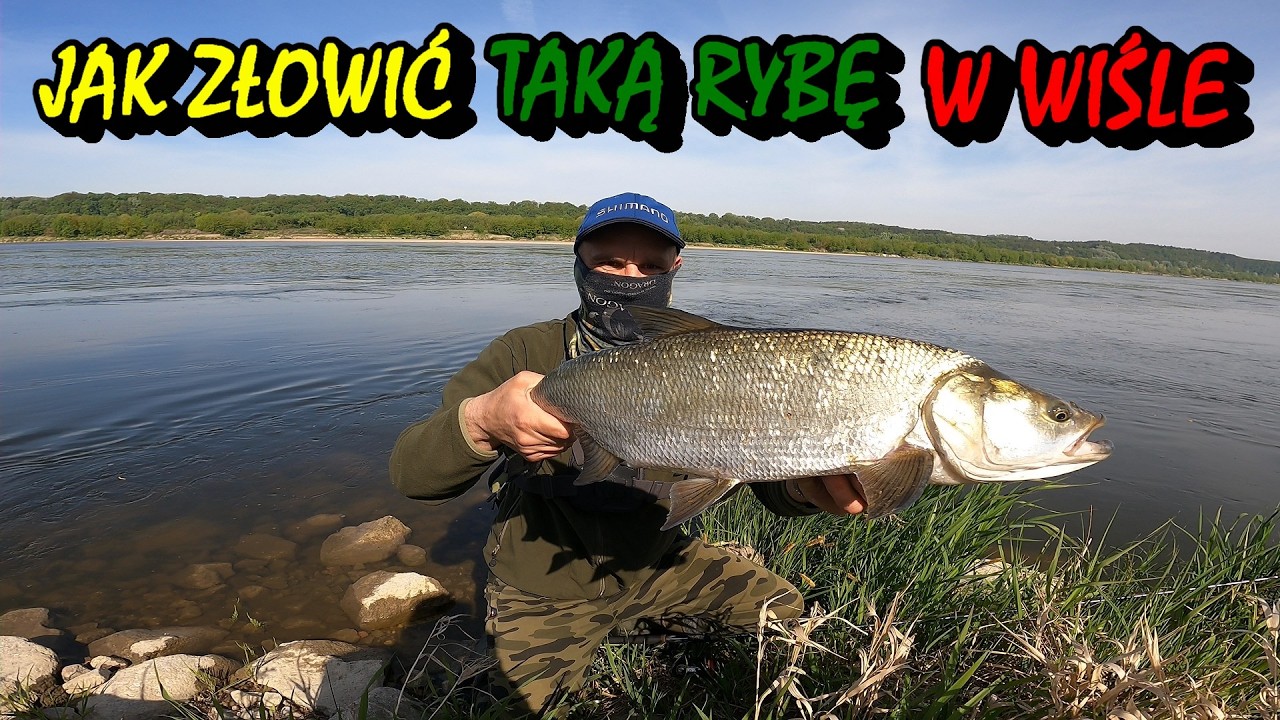 MAJÓWKA CZ1/ÓSMY RZUT I TAKA RYBA / WISŁA / GDZIE SZUKAĆ I JAK PODEJŚĆ / MAJÓWKA