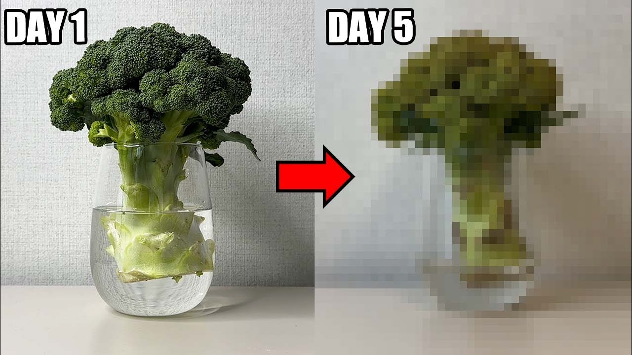 The Shocking Phenomenon of Soaking Broccoli in Water