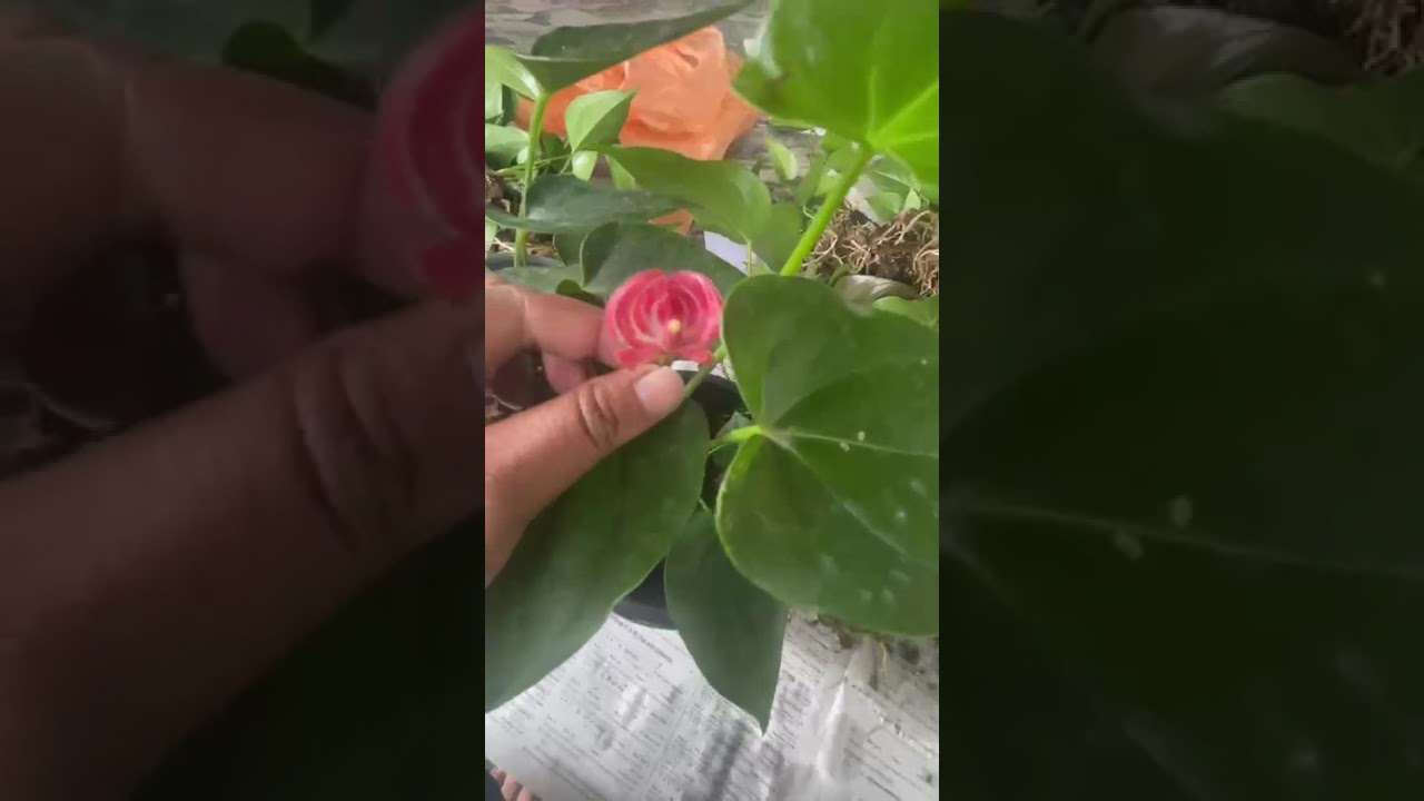 ගත්ත ගාන සති 2 න් වැඩි කරන සුපිරියෝ#anthuriumwagawasinhala#fypviral#plants#fypviral0765647812