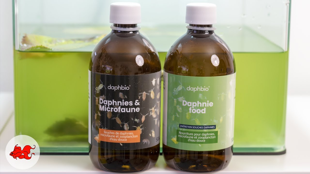 Daphbio Culture Daphnies & Microfaune