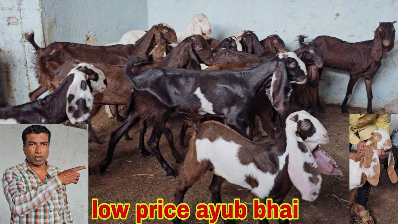 low ayub Multiple goat farm hyderabadi Goat's A1QUALITY MALE female gulabi kids ayub bhai