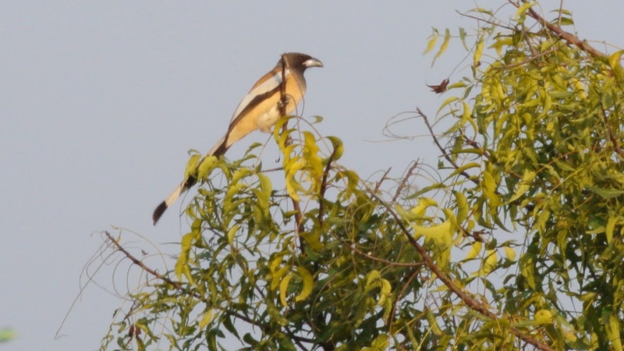 Three different calls of Rufous Treepie