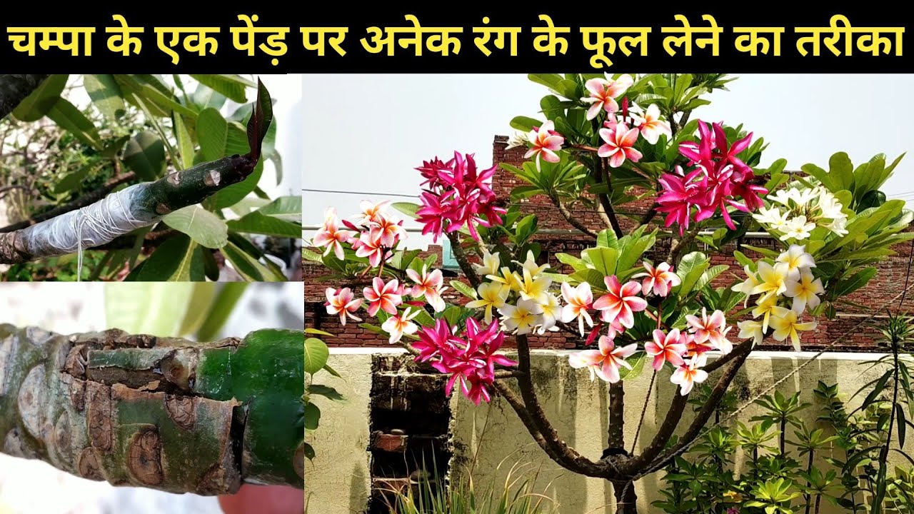 Multiple color plumeria flower grafting on one plant/Plumeria grafting/Champa graft
