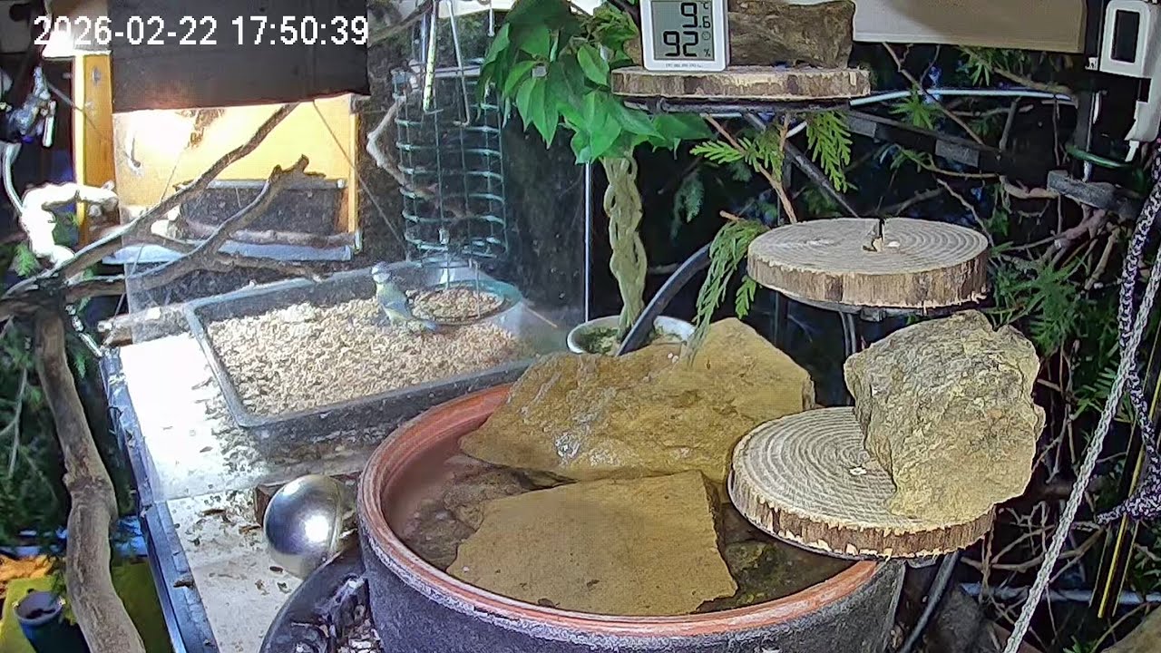 Sehr ruhiger später Nachmittag am Vogel-Spa (22.02.2026)