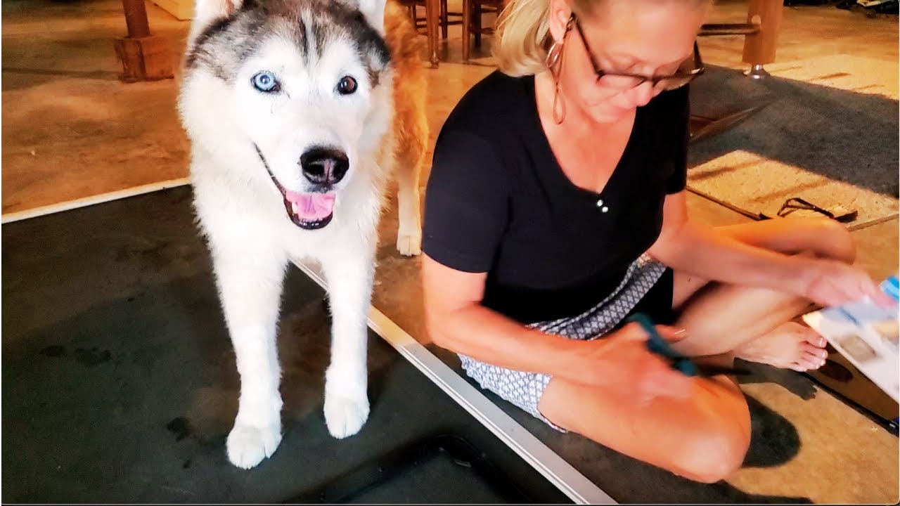DIY Mom installs screen doggie door for spoiled, elderly husky, who goes in and out constantly!