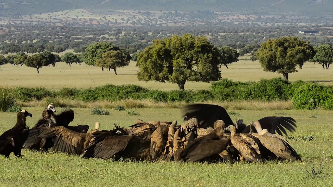 Griffon vultures and European black vultures feeding on a dead deer, Spain