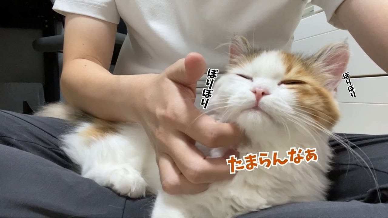 突然甘えてくるマンチカンの子猫が可愛すぎた！