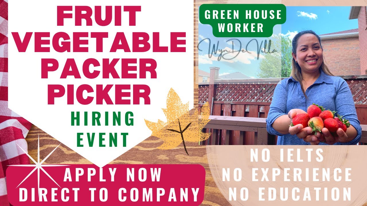 WHERE TO APPLY FRUIT PICKER JOBS IN CANADA | DIRECT HIRE TO THE COMPANY | FRUIT PICKER HIRING EVENT