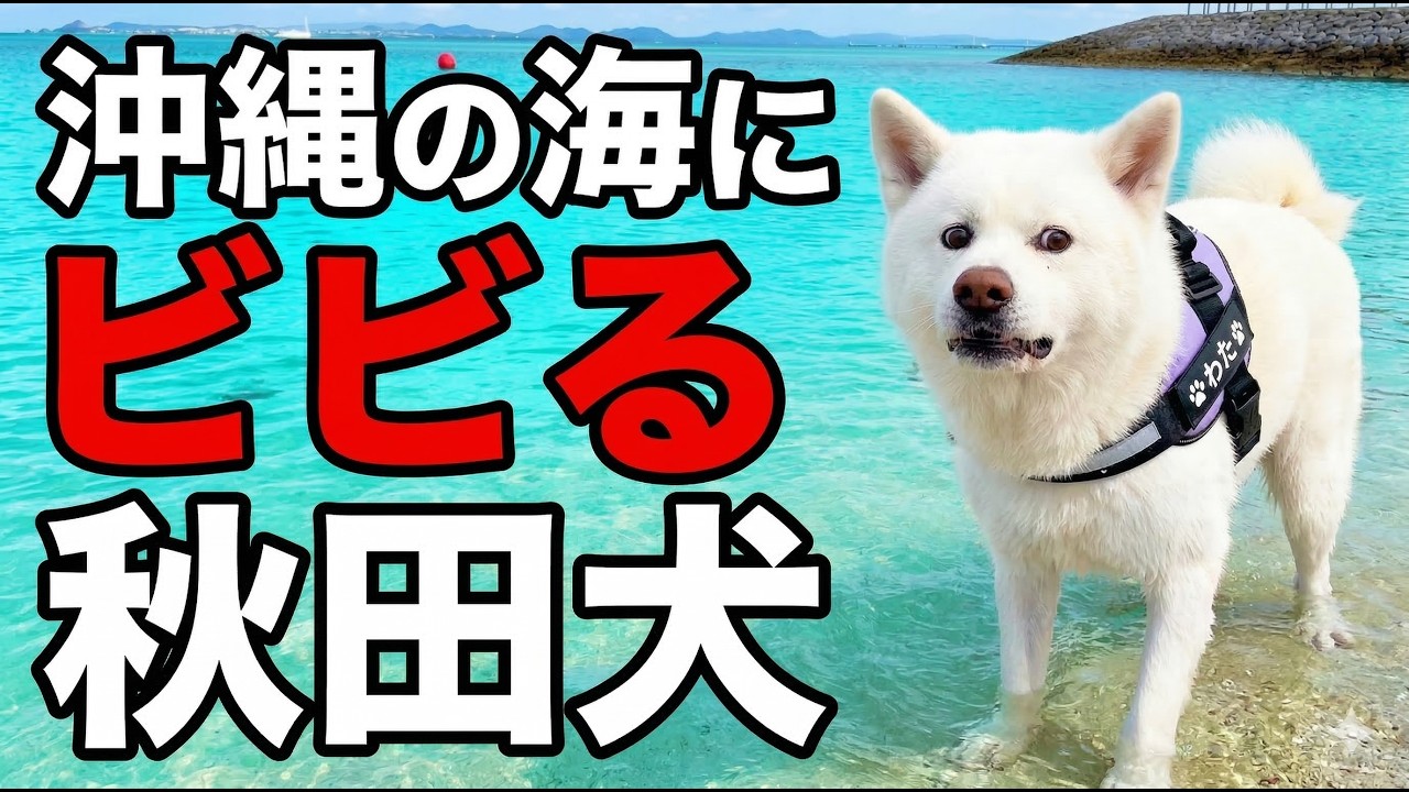 秋田犬、生まれて初めて海を見た結果…