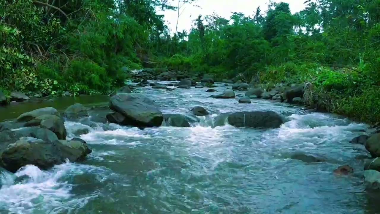 Peaceful River in the Wild | Natural Water Sounds for Sleeping & Relaxation (4hours)