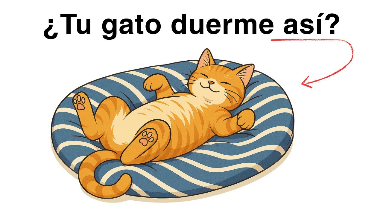 La posición en la que duerme tu gato revela un SECRETO — ¡Descúbrelo ahora!