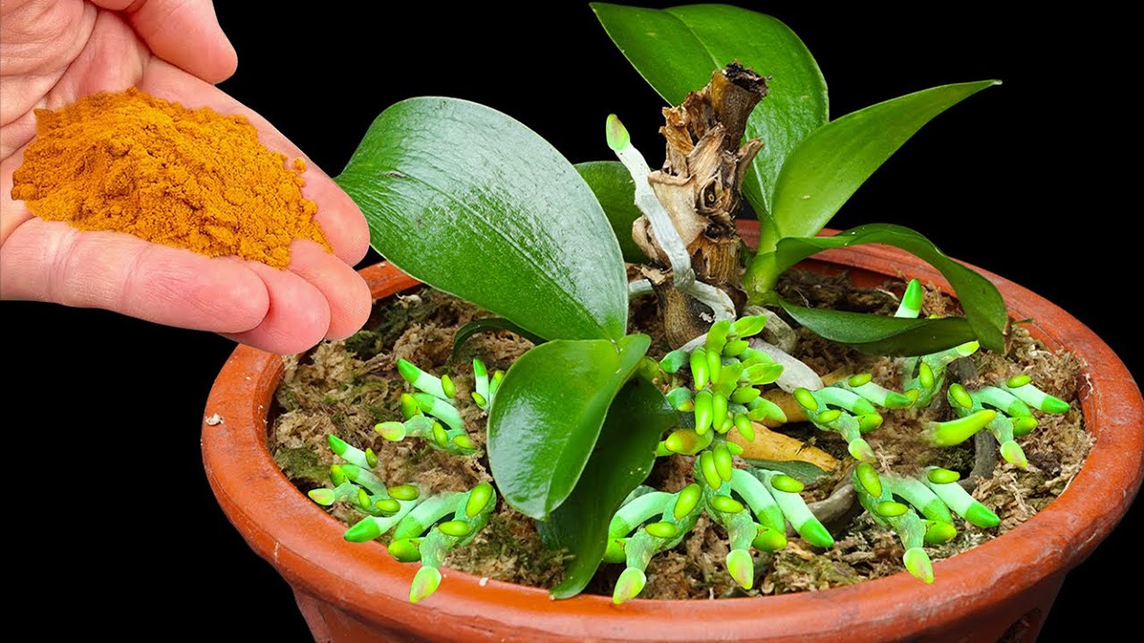 Sprinkle a handful on the roots, and even rotten orchids will magically revive their roots