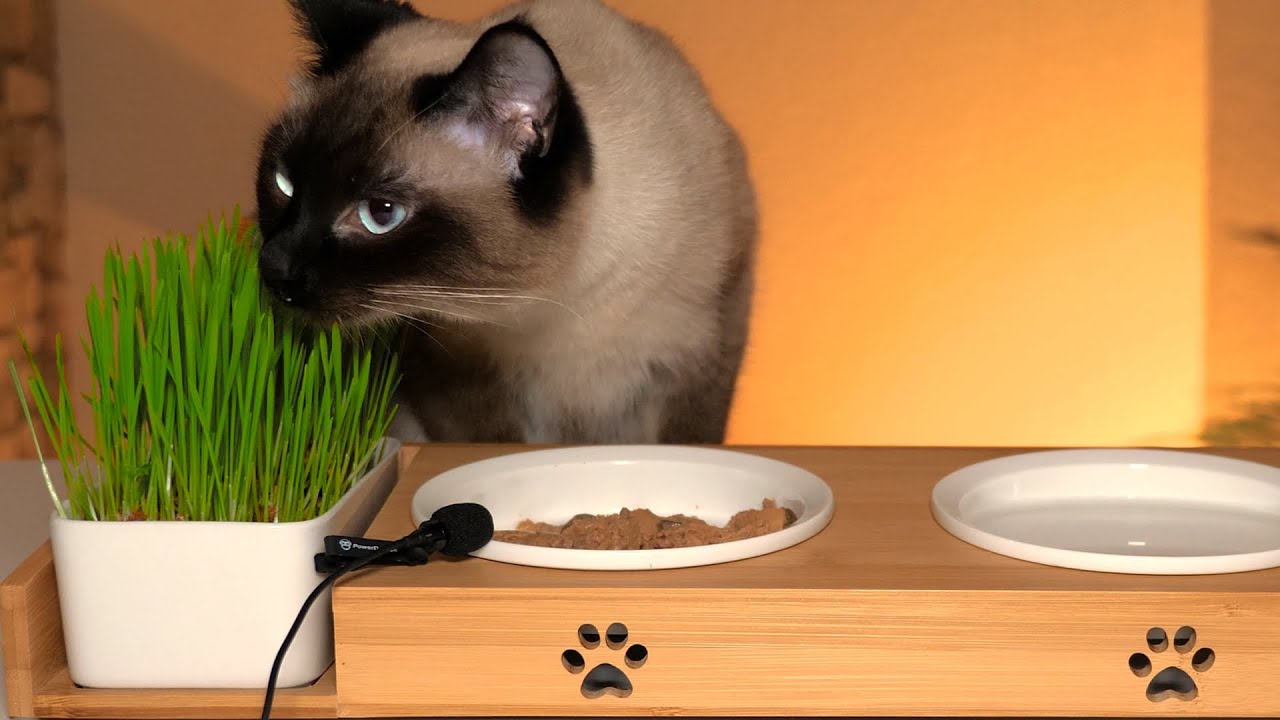 Gorgeous siamese cat 😍 - ASMR